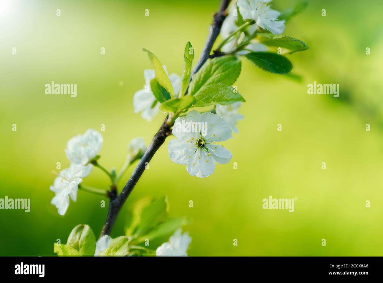Pflaumenbäume blühen in der Abendsonne mit natürlichem Gegenlicht von der Sonne im schwedischen Garten im Monat Juni Stockfoto