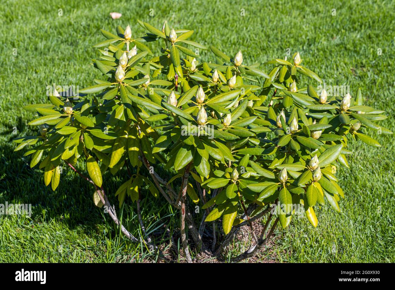 Rhododendron berries -Fotos und -Bildmaterial in hoher Auflsung  Alamy