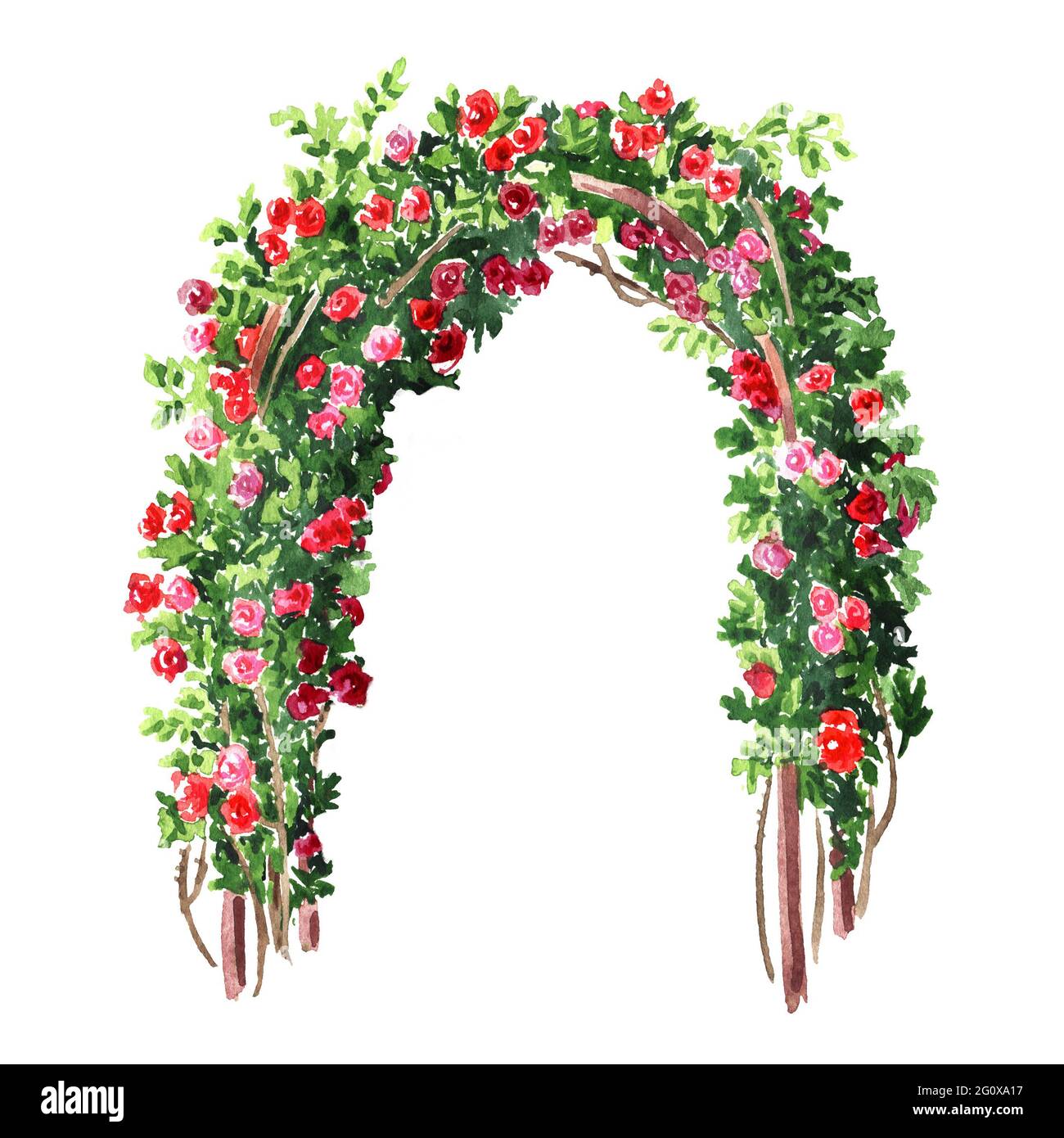 Kletterrosenbogen. Handgezeichnete Aquarelldarstellung isoliert auf weißem Hintergrund Stockfoto