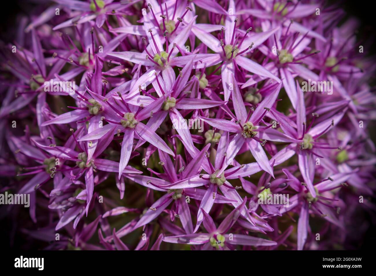 Nahaufnahme der violetten Alliumblume mit dunkler Vignette in den Ecken. Runder Blütenkopf mit sechs Blütenblättern und Tepals. Natur Hintergrund Stockfoto