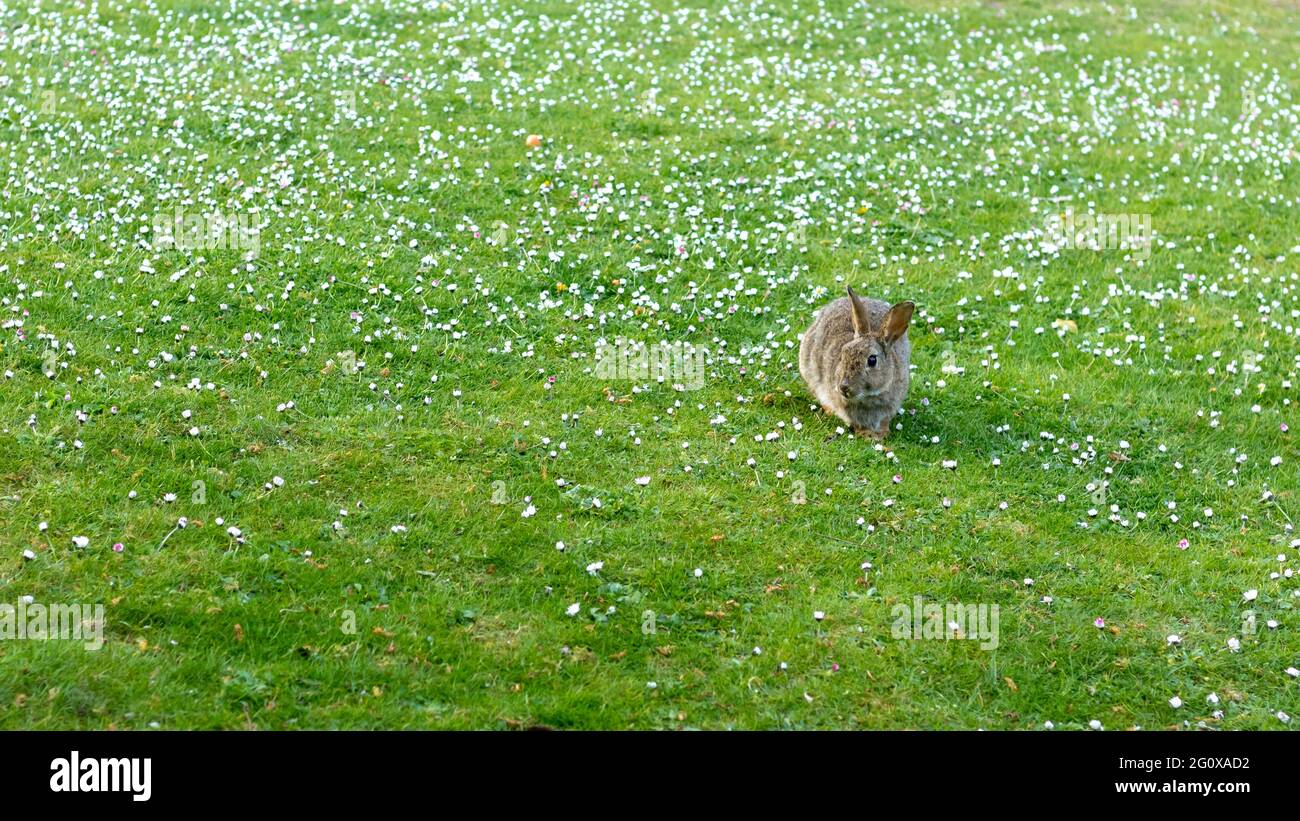 Wildes Kaninchen in einem Gänseblümchen-Feld ganz flauschig Stockfoto