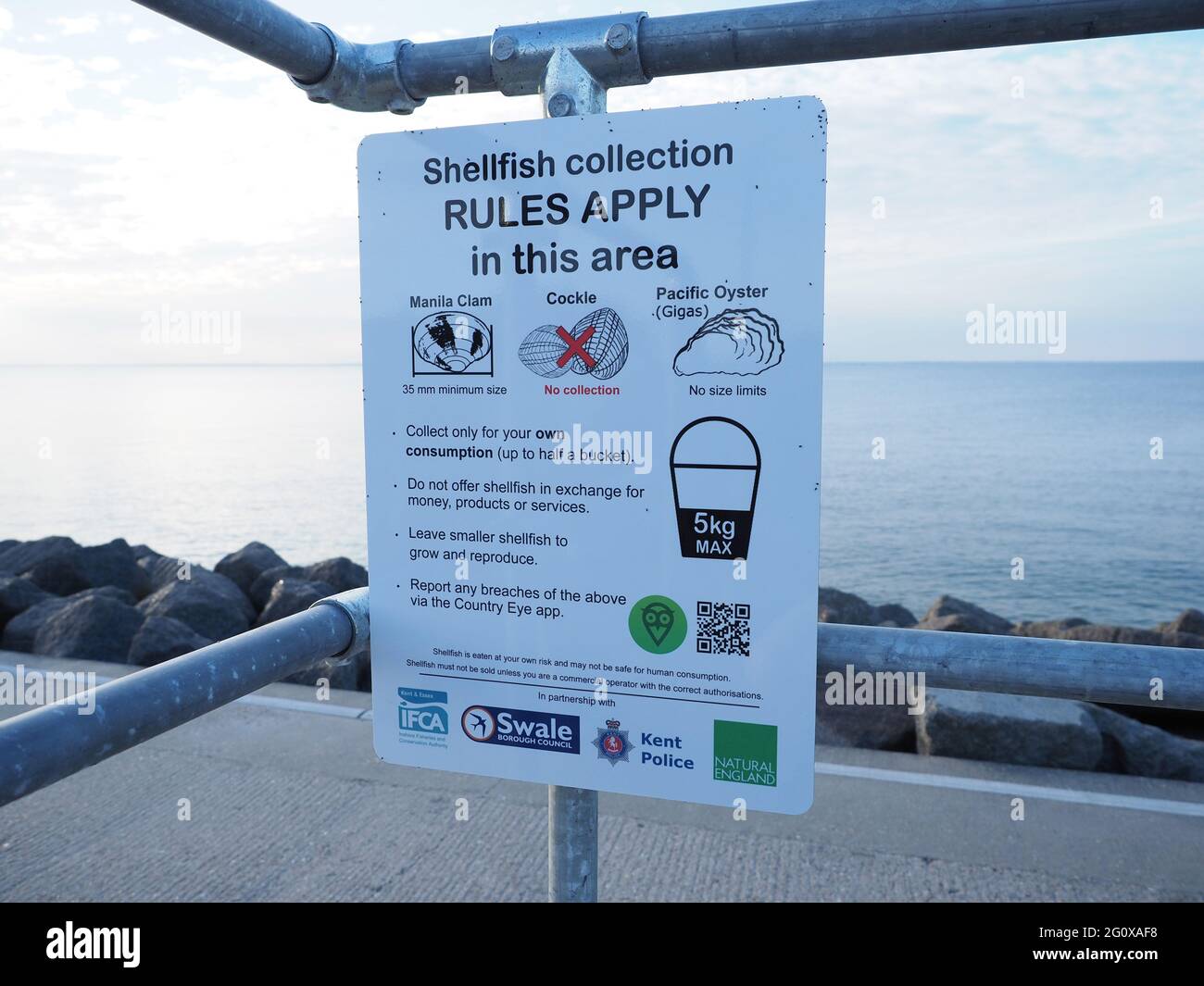 Sheerness, Kent, Großbritannien. 3. Juni 2021. Am Sheerness Beach sind neue Schilder erschienen, die die Regeln für die Shellfish-Sammlung aufzeigten. Viele Strände von Kent wurden in den letzten Jahren von großen Gruppen geplagt, die in beträchtlichen Mengen illegale Muscheln und Herzmuscheln ernten. Die neuen Zeichen sind Teil einer Partnerschaft zwischen Swale Council, Kent Police, Natural England und Inland Fisheries & Conservation Authority (IFCA), um das Problem anzugehen. Kredit: James Bell/Alamy Live Nachrichten Stockfoto