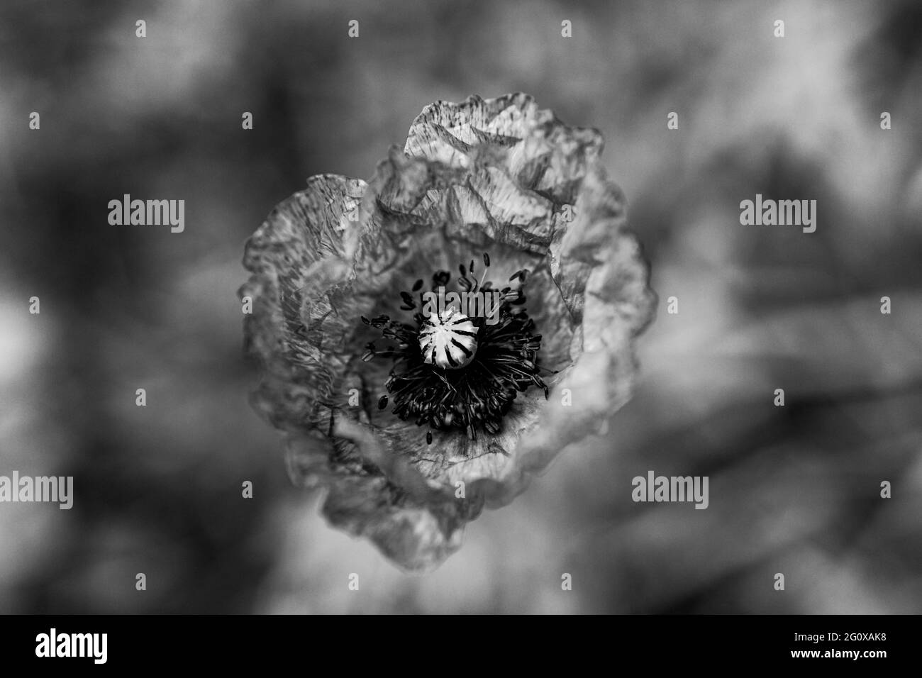 Mohnblume mit Wassertropfen in monochromer Form Stockfoto