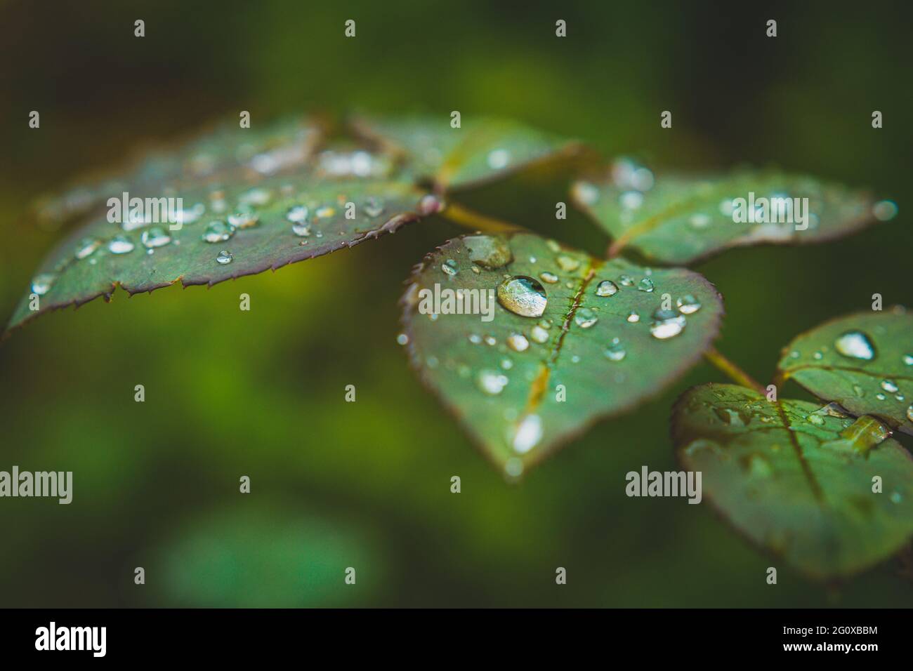 Nahaufnahme der Wassertröpfchen auf den grünen Blättern Stockfoto