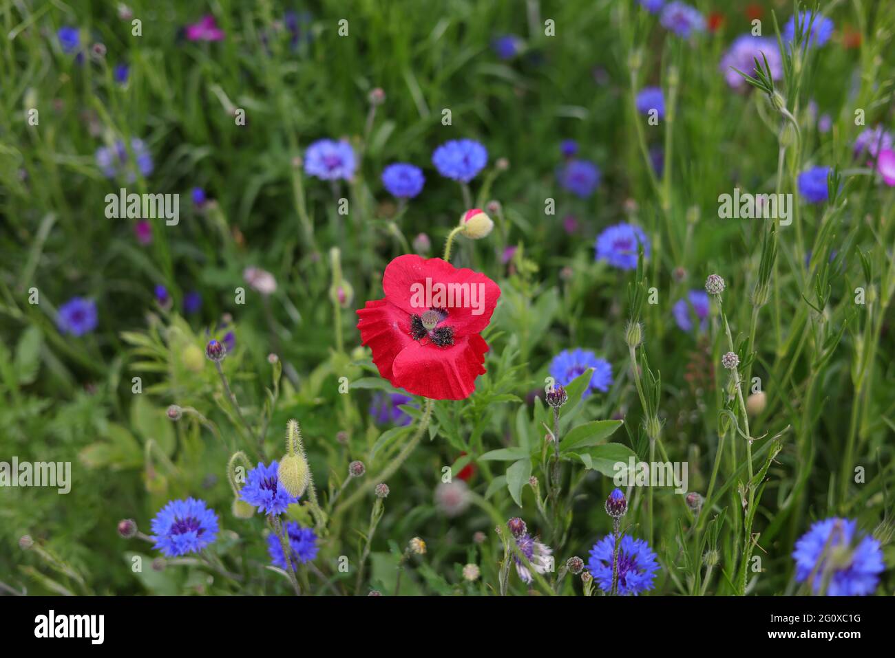 Gemeine Mohnblume, die zwischen den Wildblumen in Großbritannien zu sehen ist. Stockfoto