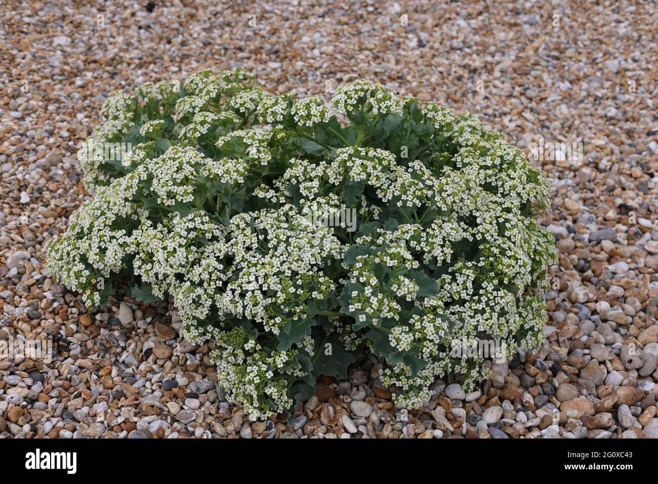 Blühende Seakale an einem Strand an der Südküste Großbritanniens. Stockfoto