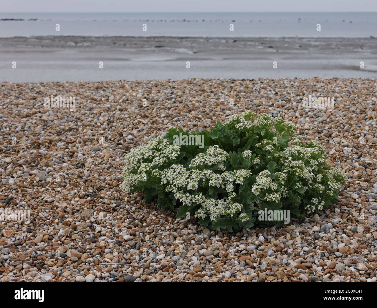 Blühende Seakale an einem Strand an der Südküste Großbritanniens. Stockfoto