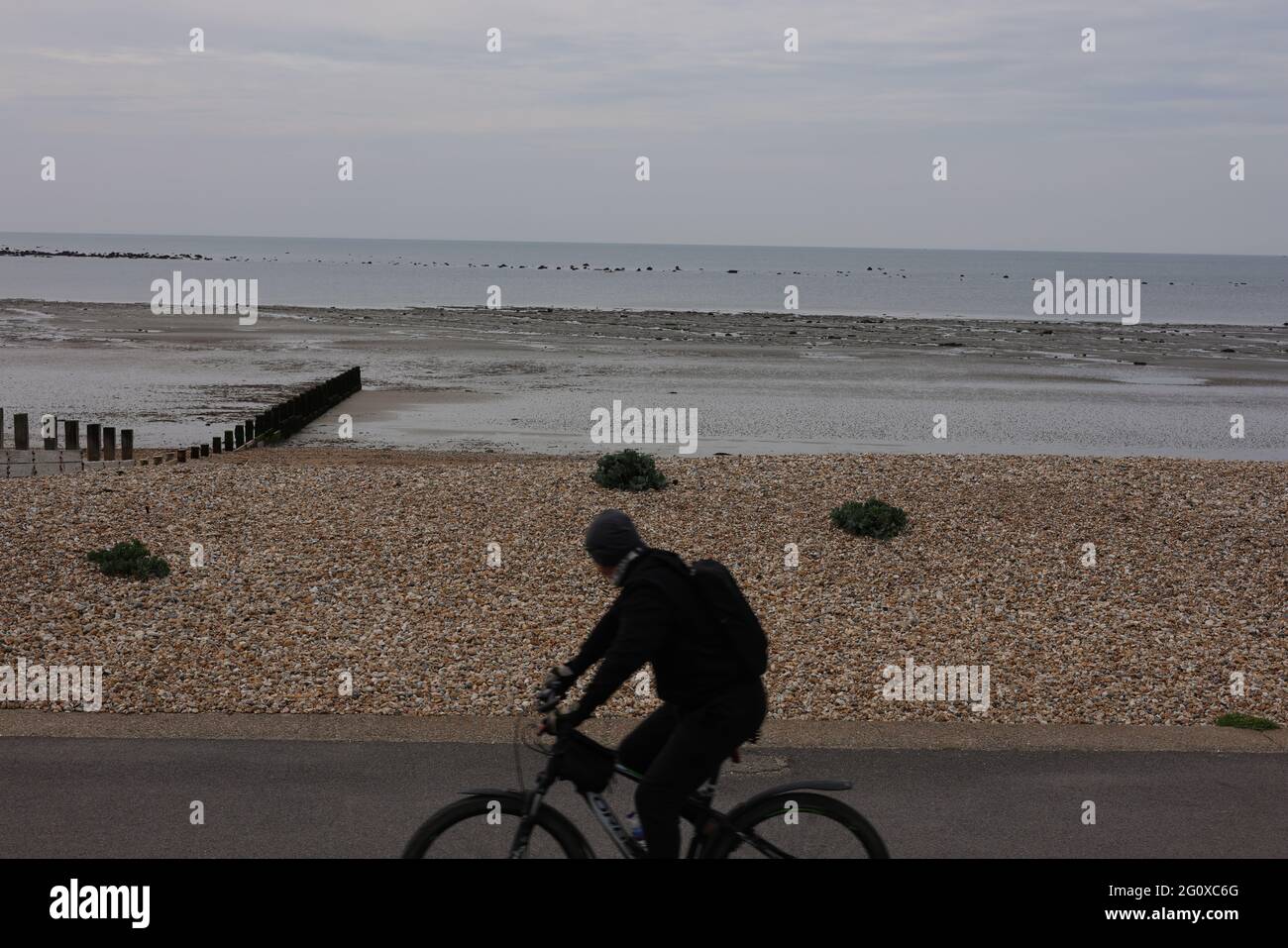 Drei Seakalpflanzen an einem Strand in der Nähe von Bognor Regis, Großbritannien. Stockfoto