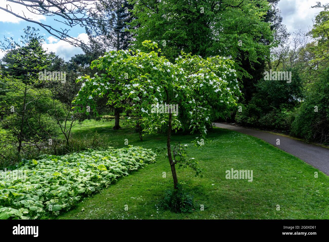 Cornus eddies White Wonder, eine Art von White Dogwood, die eine Kreuzung zwischen amerikanischen westlichen und östlichen Arten von Dogwood ist. Stockfoto