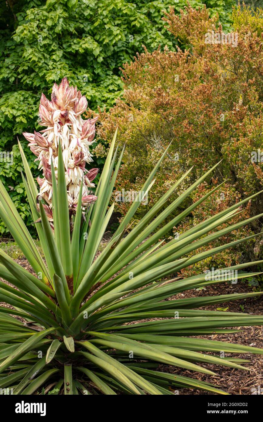 Yucca torreyi, Yucca torreyi Shafer, Torrey Yucca, Torrey's Yucca, Spanisches Bajonett, Spanischer Dolch in Blüte Stockfoto