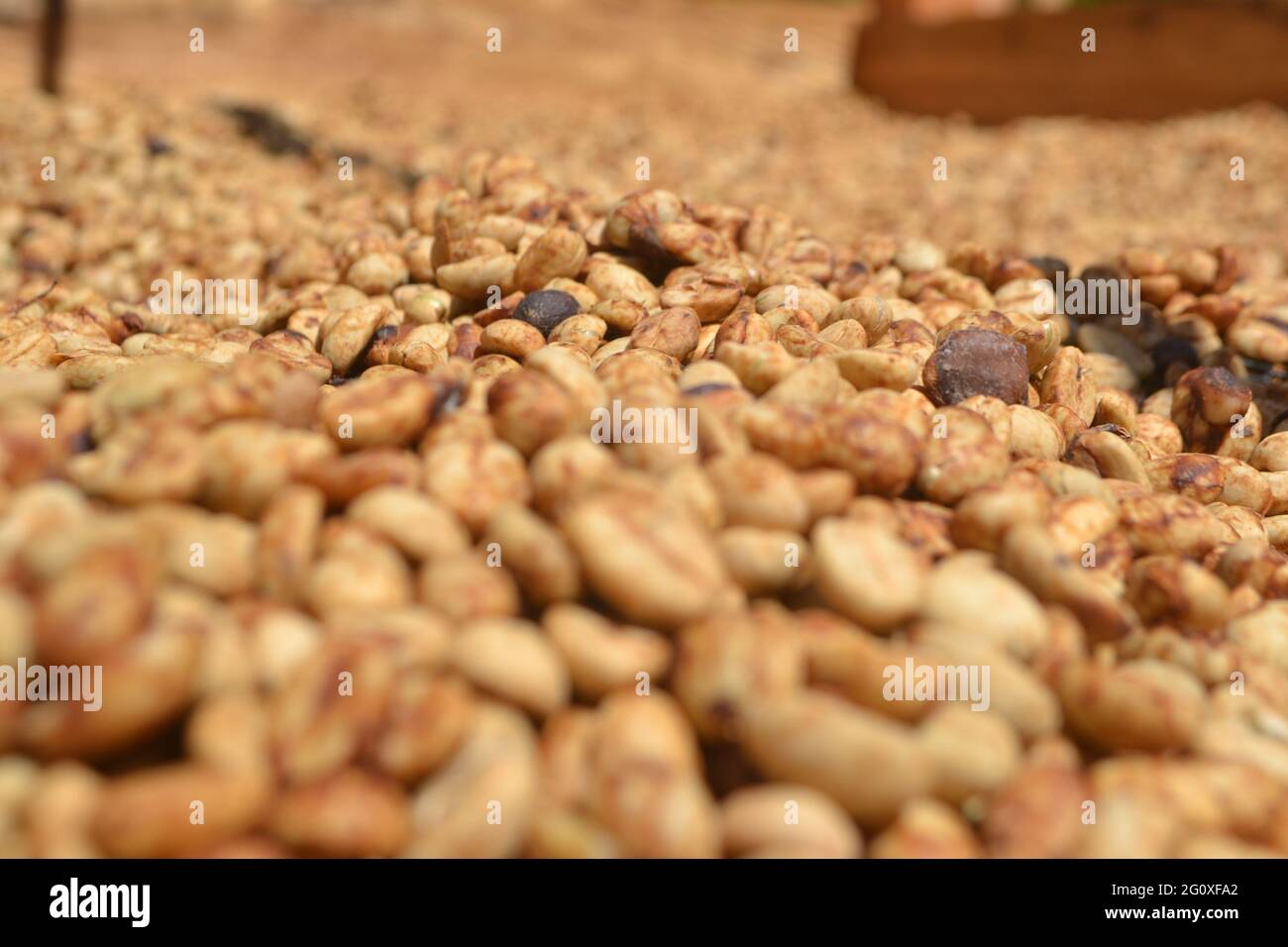 Nahaufnahme der geernteten Kaffeebohnen, die zum Mahlen bereit sind Stockfoto