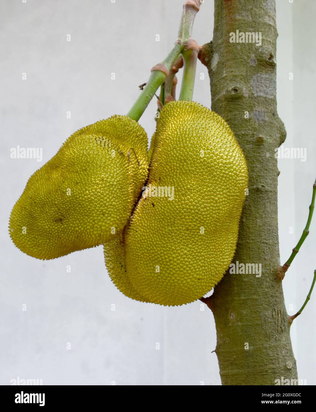 Frische, Rohe Jack-Früchte Auf Baum Stockfoto