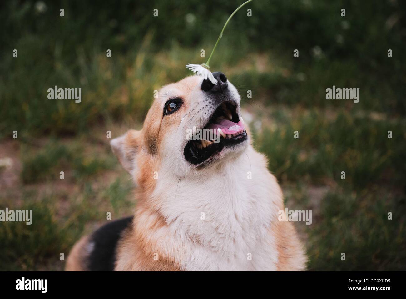 Der kleinste Schäferhund der Welt. Der Welsh Corgi Pembroke tricolor sitzt im Park auf grünem Gras und greift sich die Gänseblümchen in den Mund. Charmantes verspieltes corg Stockfoto