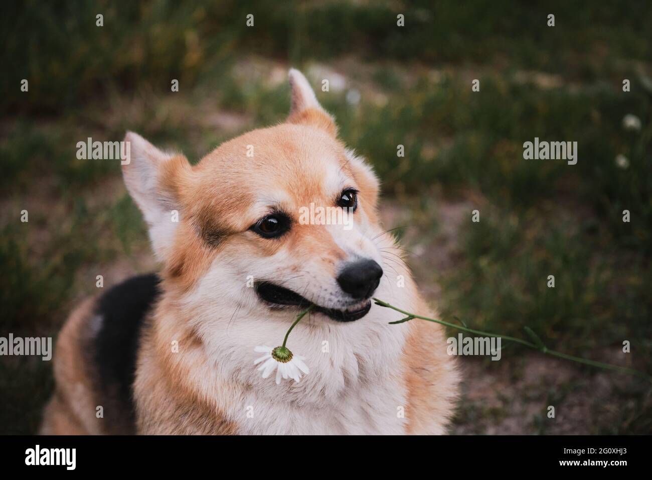 Der kleinste Schäferhund der Welt. Der Welsh Corgi Pembroke tricolor sitzt im Park auf grünem Gras und greift sich die Gänseblümchen in den Mund. Charmantes verspieltes corg Stockfoto