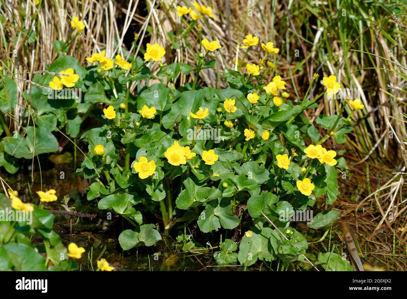 Marigold oder Kingcup - Caltha palustris ganze Pflanze in Sumpf Stockfoto