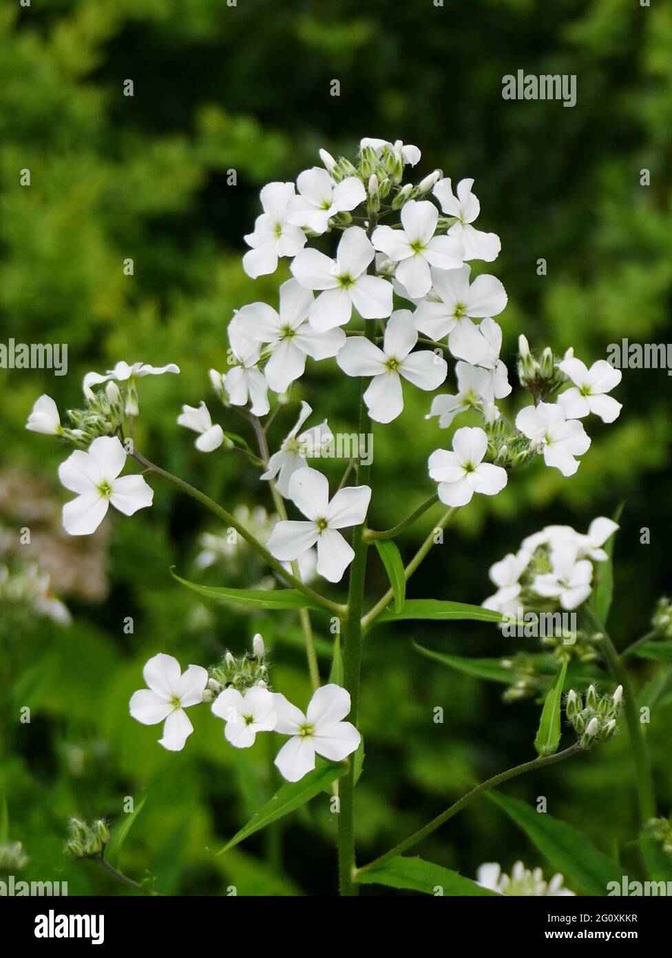 Weiße hesperis matronalis Blüten Stockfoto