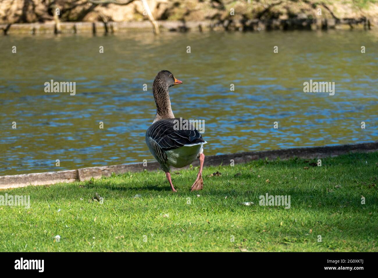 Kanadagans stolzed on a Wiese Stockfoto