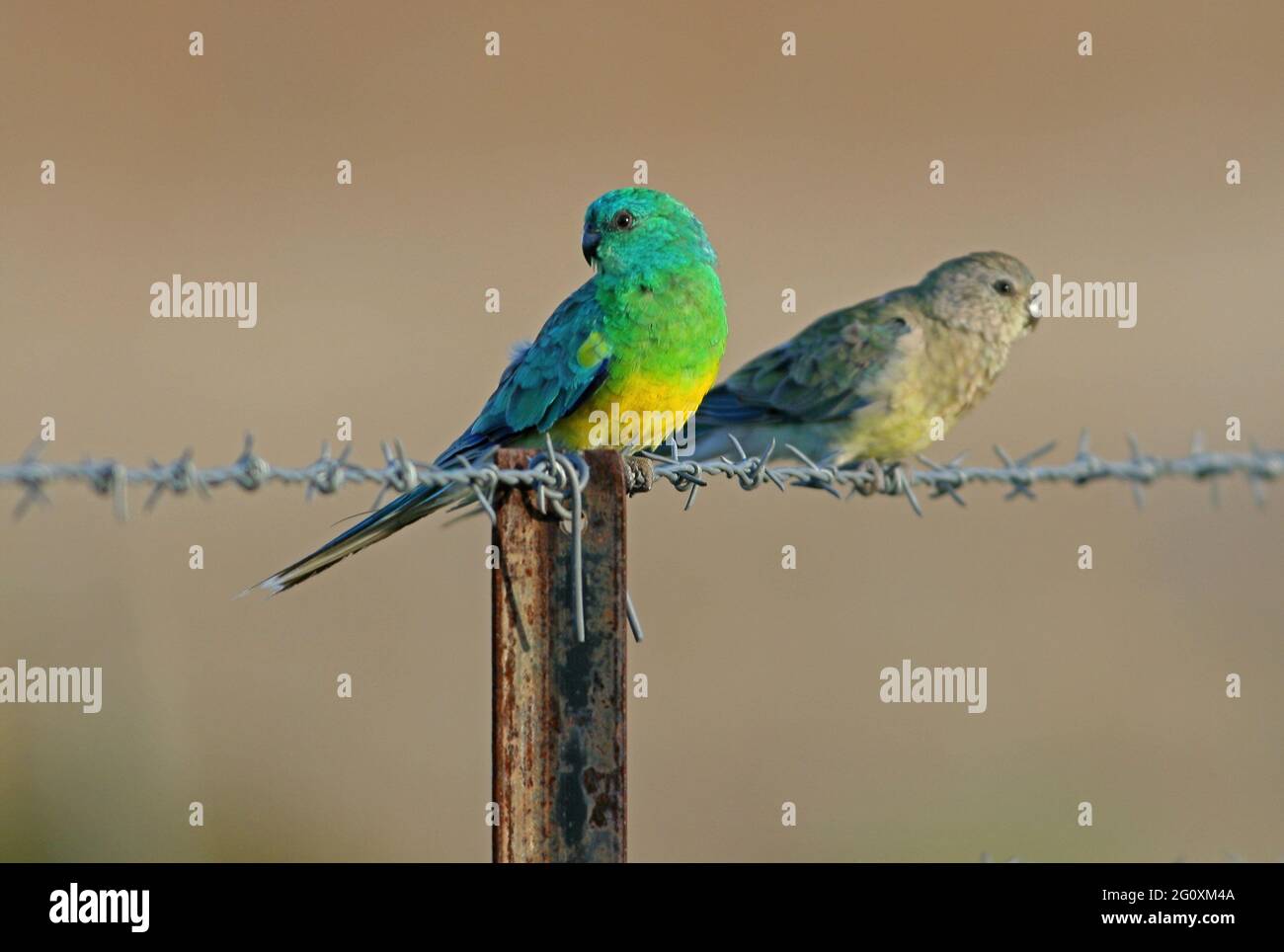 Rotrumpelpapagei (Pseuphotus haematonotus haematonotus), ein Paar, das auf einem Stacheldrahtzaun im Südosten von Queensland, Australien, thront Januar Stockfoto