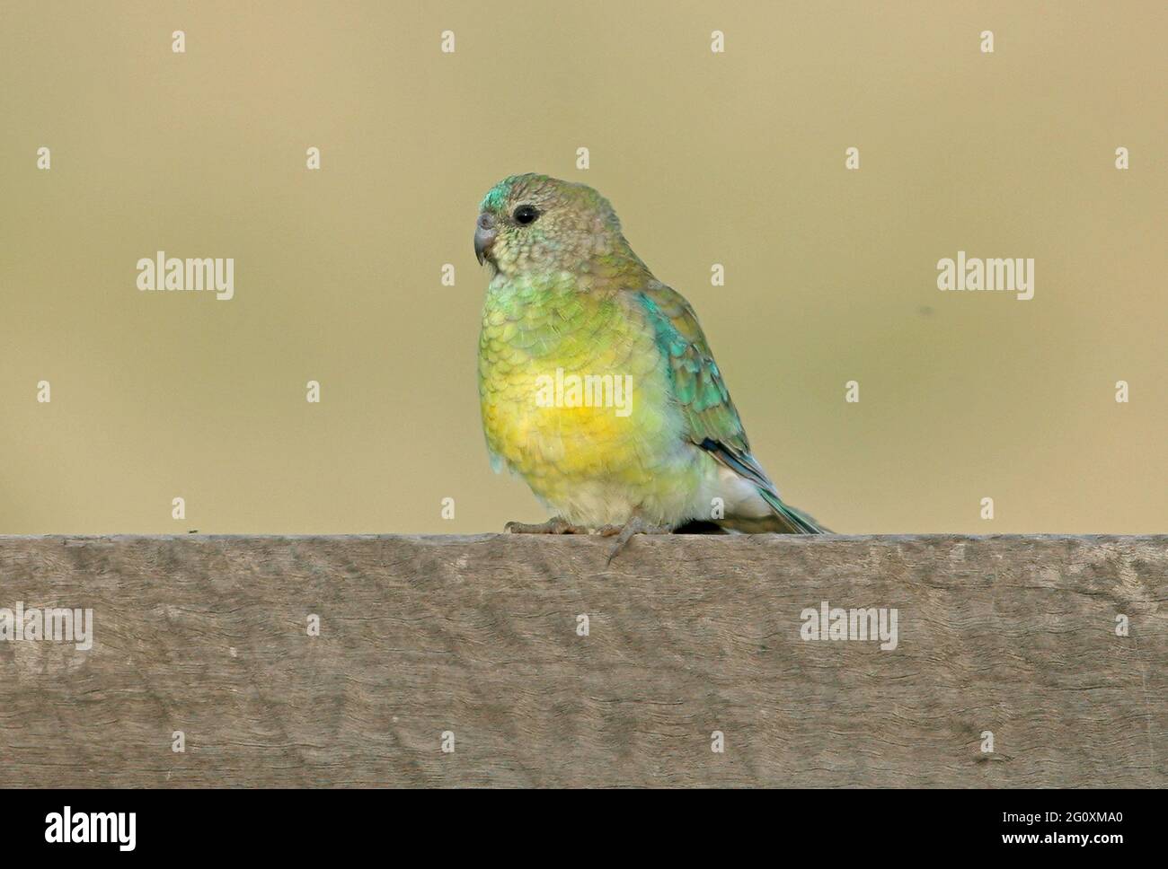 Rotrumpelpapagei (Pseuphotus haematonotus haematonotus) unreifes Männchen, das auf einem Holzzaun im Südosten von Queensland, Australien, thront Januar Stockfoto