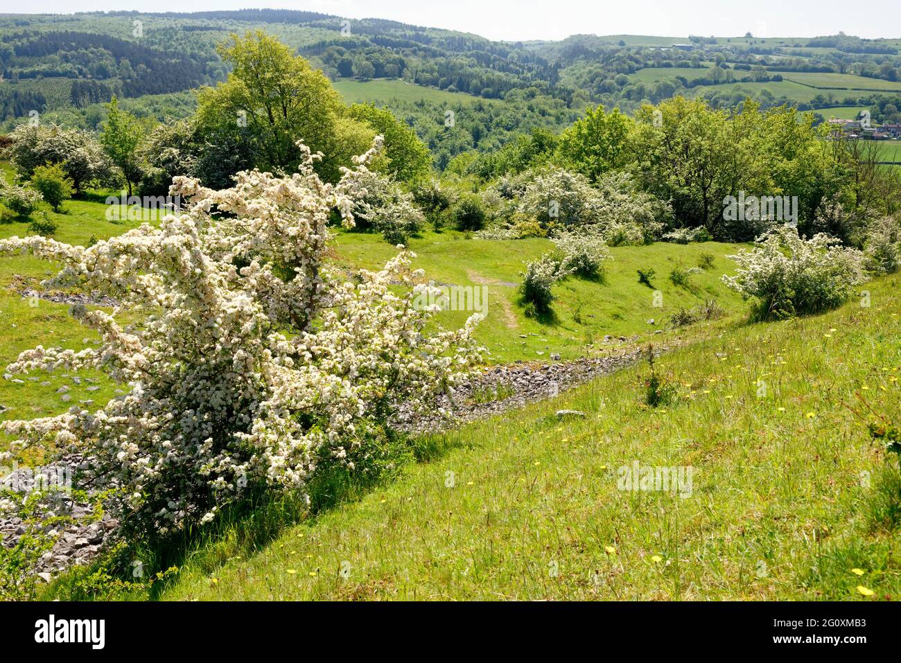 Weißdornbäume auf den Wällen des Dolebury Warren Hill Fort in Mendip Hills oberhalb von Churchill, Somerset Stockfoto