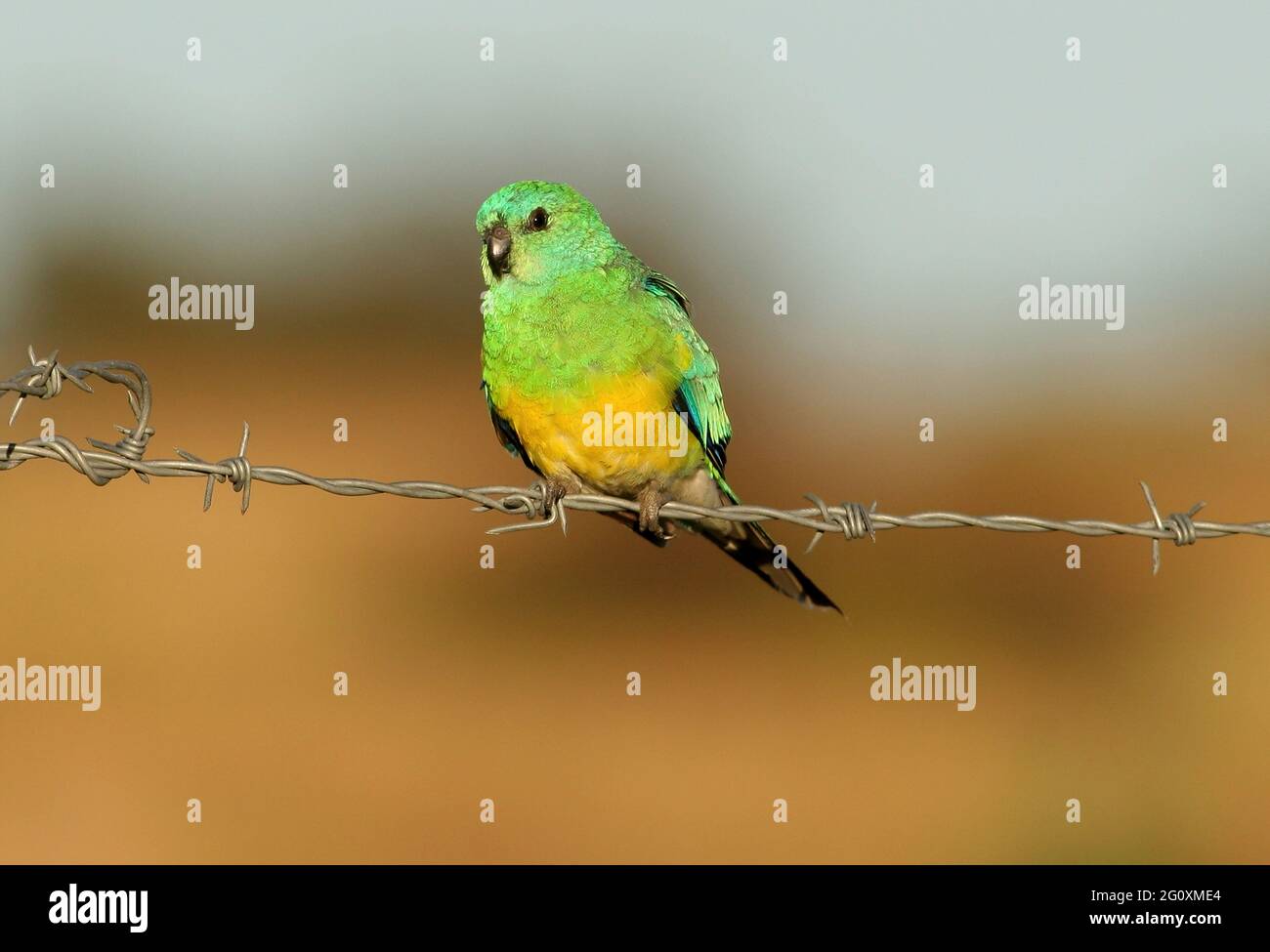 Rotkrümmler Papagei (Pseuphotus haematonotus haematonotus), erwachsener Mann, der auf einem Stacheldrahtzaun im Südosten von Queensland, Australien, thront Januar Stockfoto