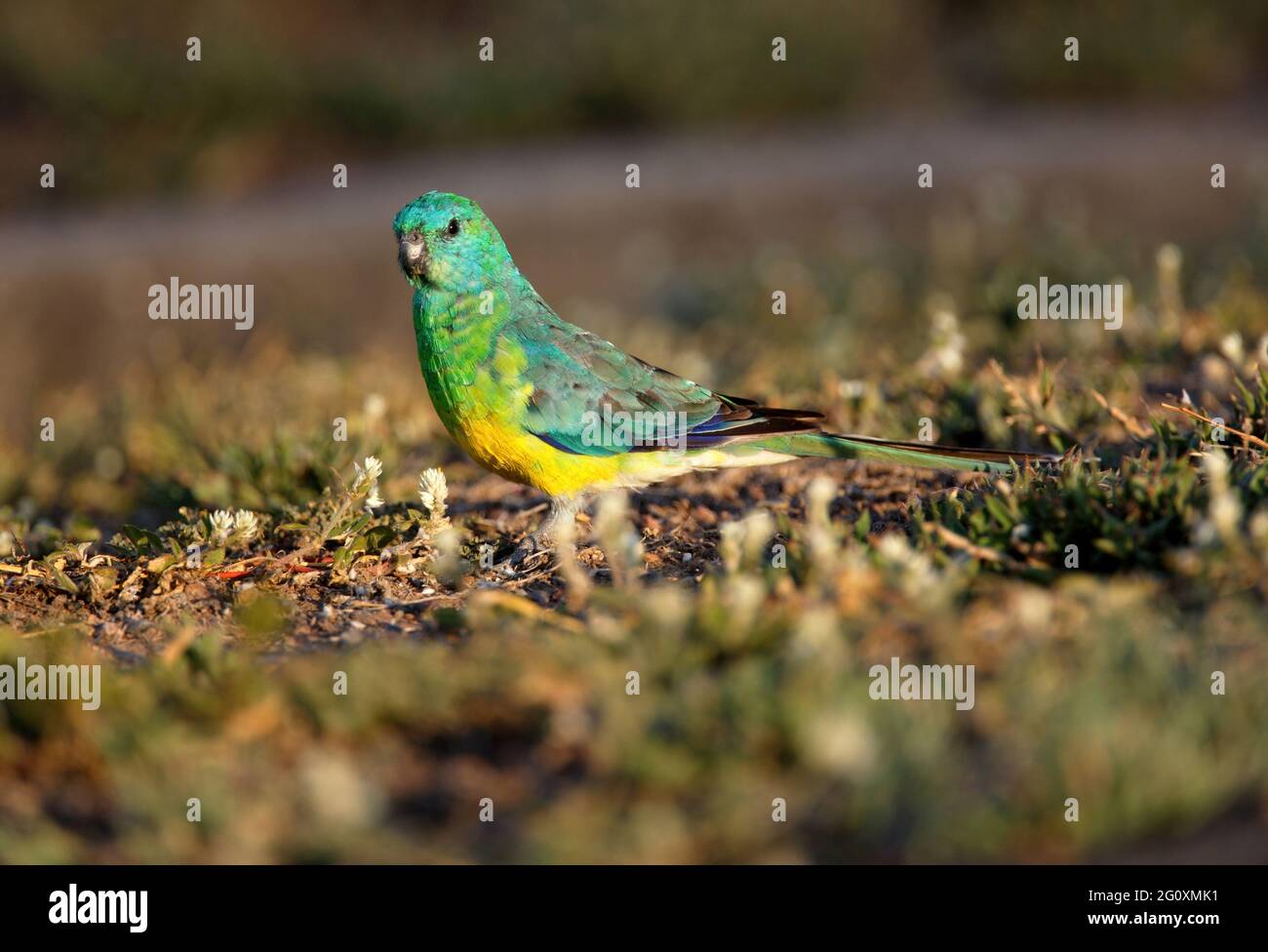 Rotrumpelpapagei (Pseuphotus haematonotus haematonotus), erwachsener Mann, der am Boden im Südosten von Queensland, Australien, ernährt wird Dezember Stockfoto