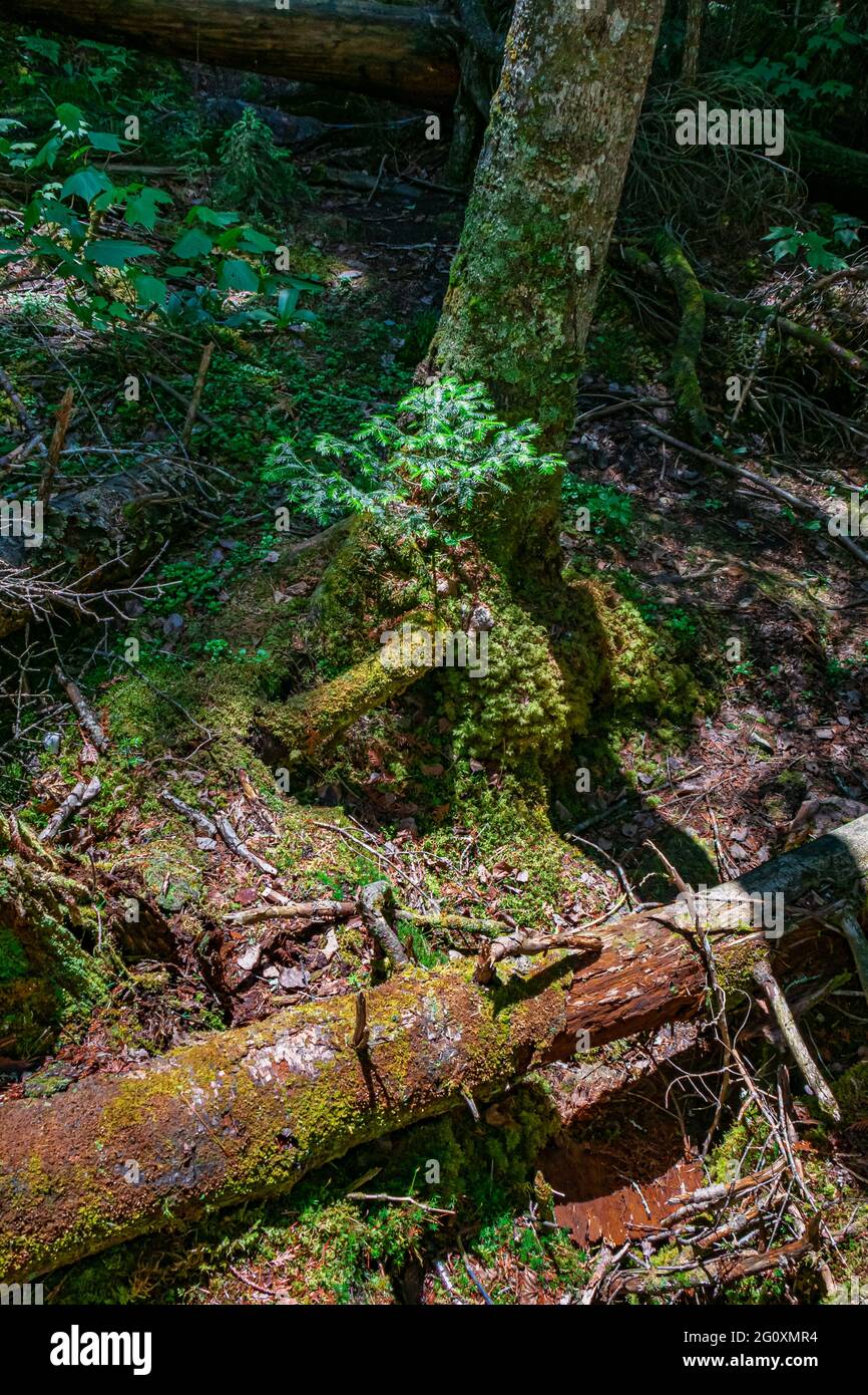 Kanadischen Wald Stockfoto