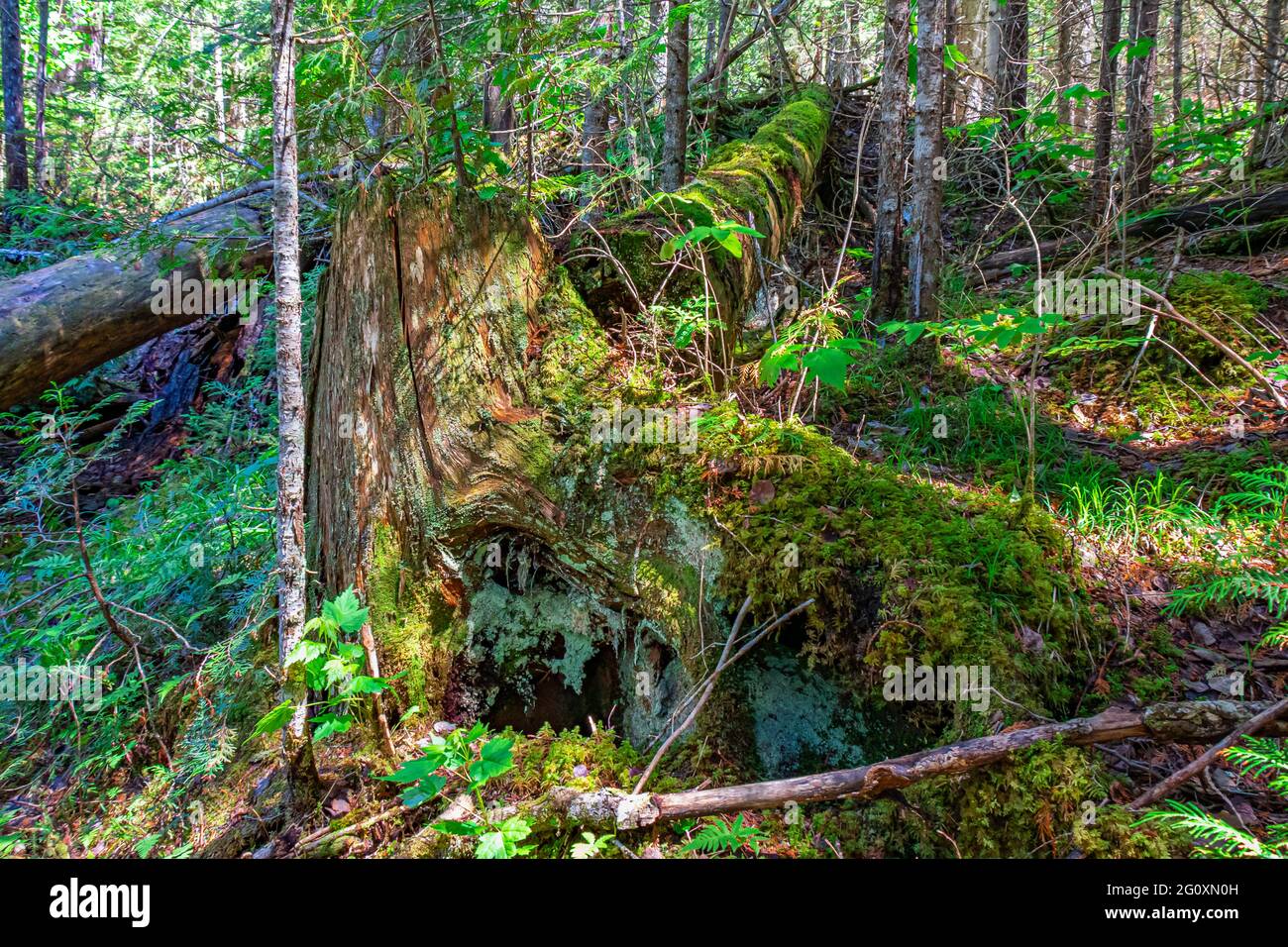 Kanadischen Wald Stockfoto