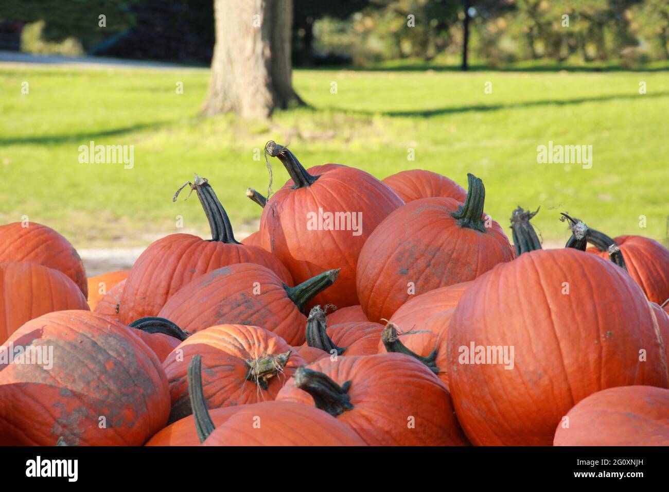 Orange Herbstkürbisse in einem Haufen während der Ernte der Farm im Oktober für ein gesundes Halloween- oder Erntedankfest Stockfoto