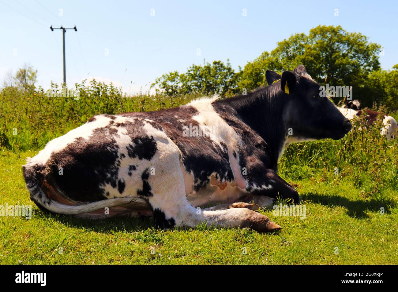 schwarze und weiße Kuh Stockfoto