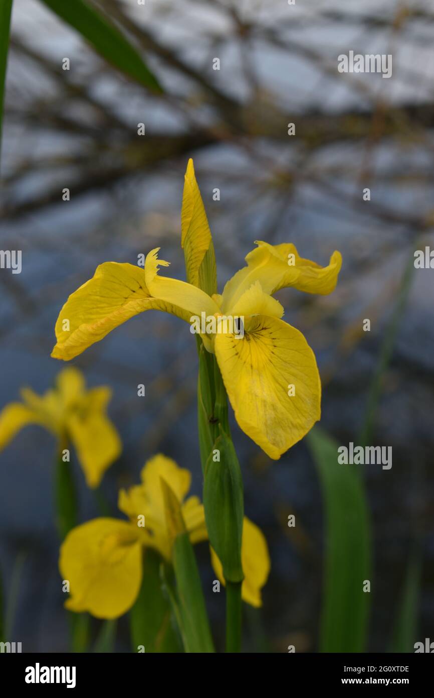 Iris mit gelber Flagge (Iris pseudacorus) mit Copyspace, Stockfoto