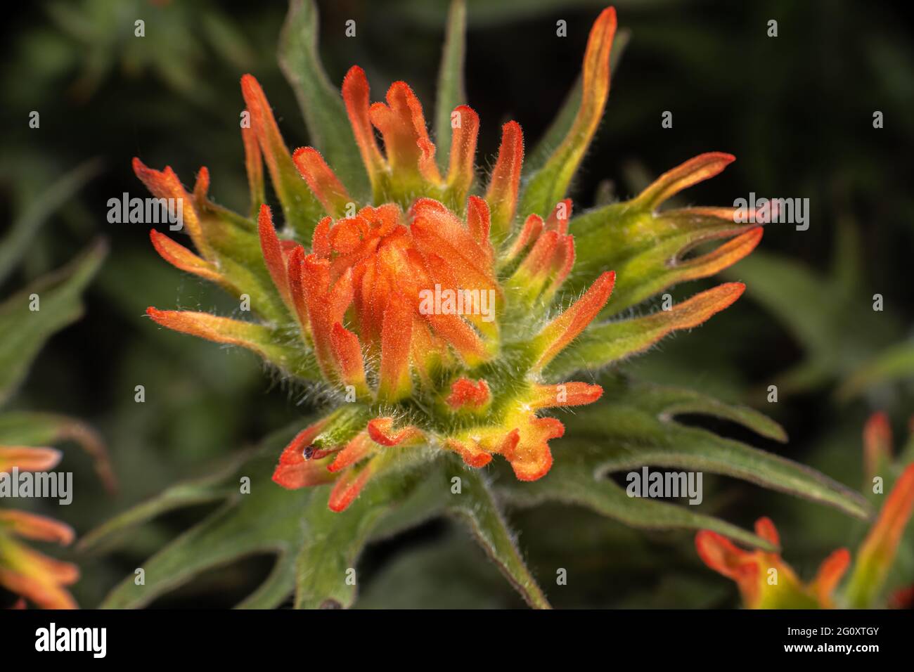 Scharlachrote Pinselblume (Castilleja coccinea) Stockfoto