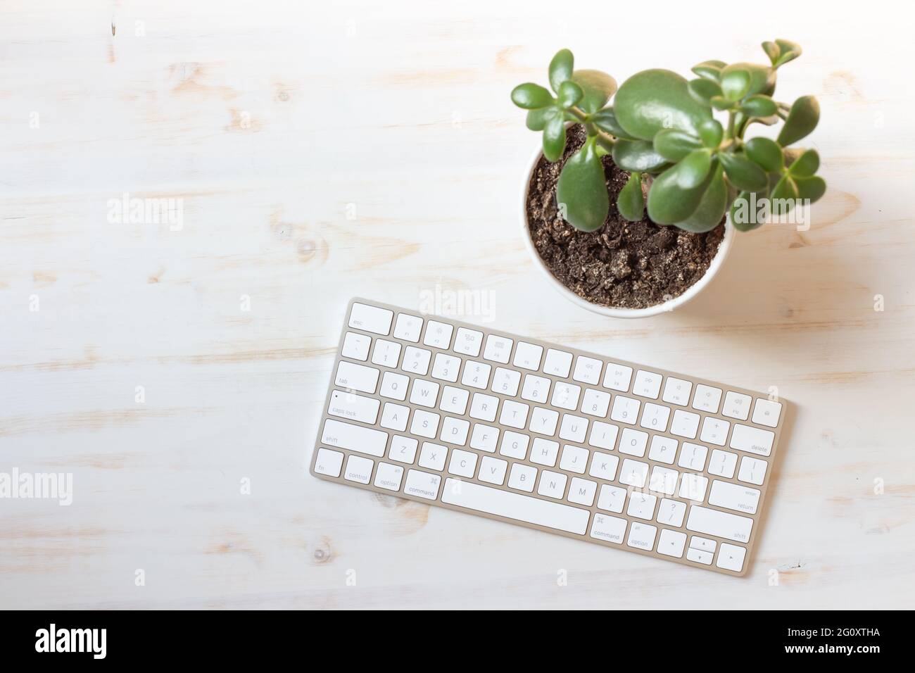 Weiße Computertastatur auf weißem Holzhintergrund, die neben einer saftigen grünen Jade-Pflanze in einem weißen Topf mit Platz zum Kopieren auf dem Schreibtisch sitzt Stockfoto