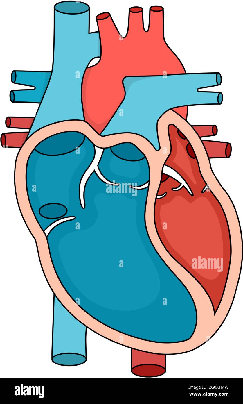 Herz Anatomie Zeichnung Stockfotos Und Bilder Kaufen Alamy