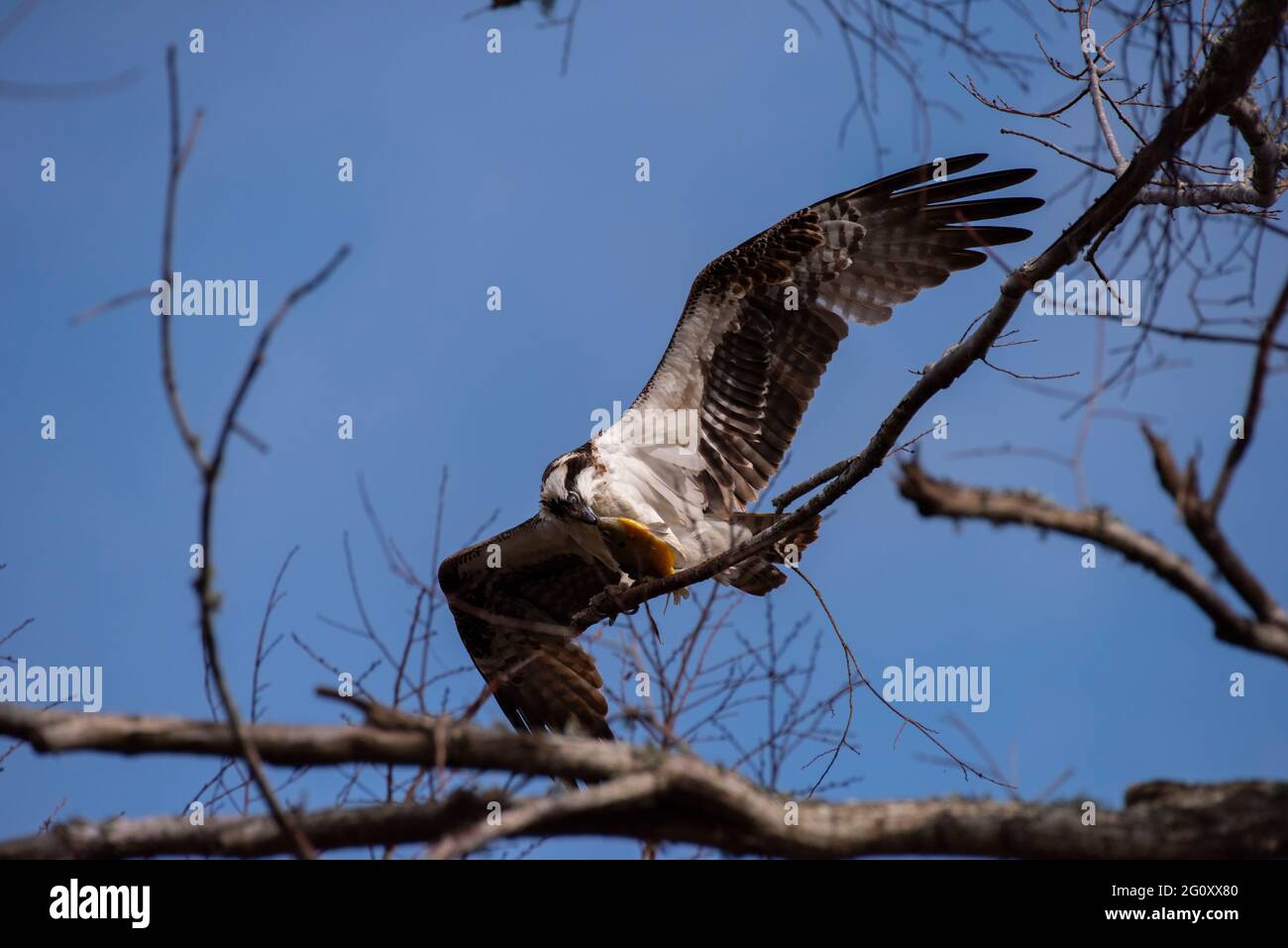 Ein Fischadler beginnt, einen Fisch zu essen, während er am 27. Januar 2021 in einem Baum im Meaher State Park in Alabama sitzt. Stockfoto
