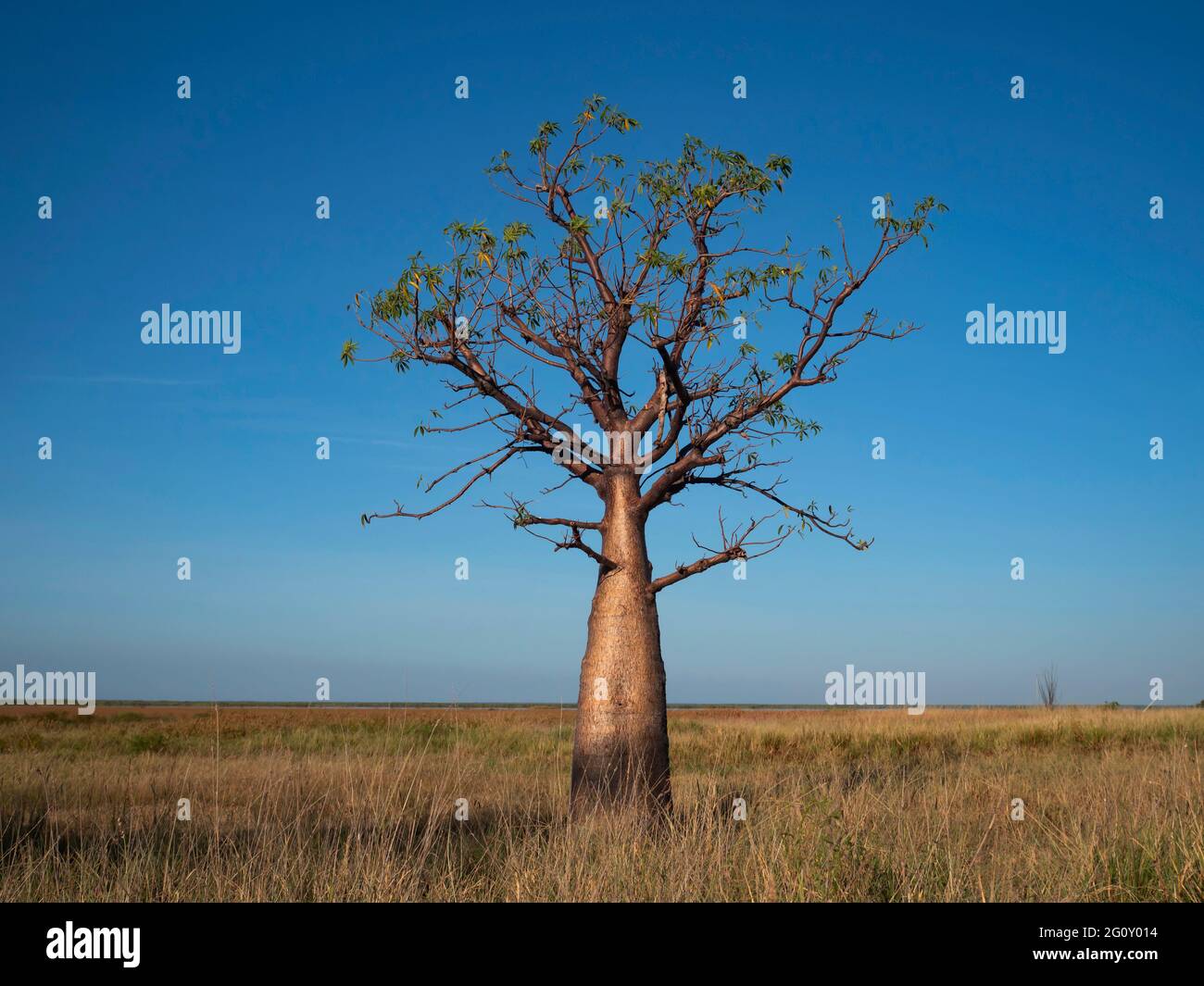 Boab Trees, Adansonia gregorii, in der Region Kimberly in Western Australia. Stockfoto