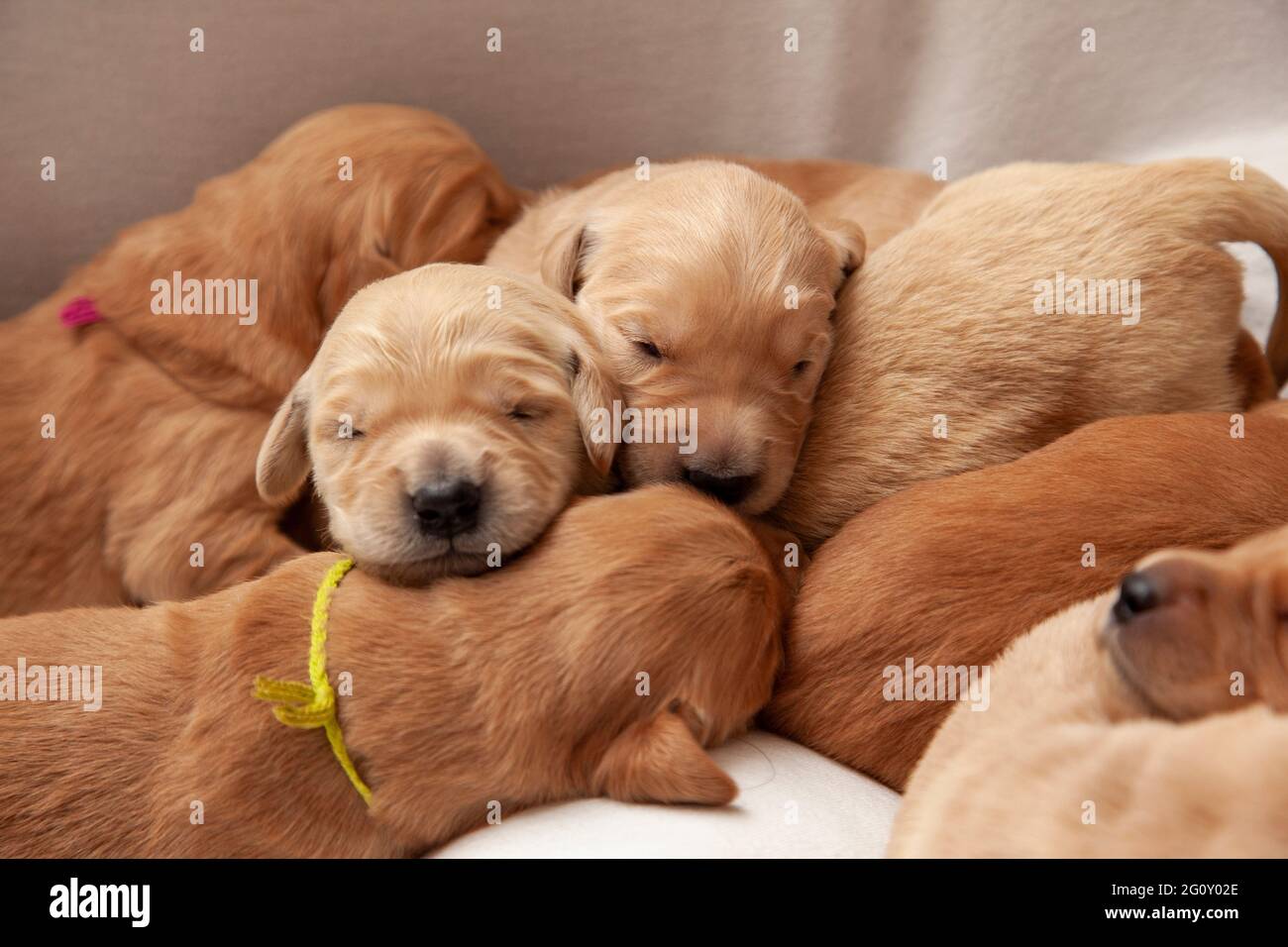 Eine Gruppe junger Welpengeschwister ist alle zusammengeschichtet, um ein Nickerchen zu machen Stockfoto