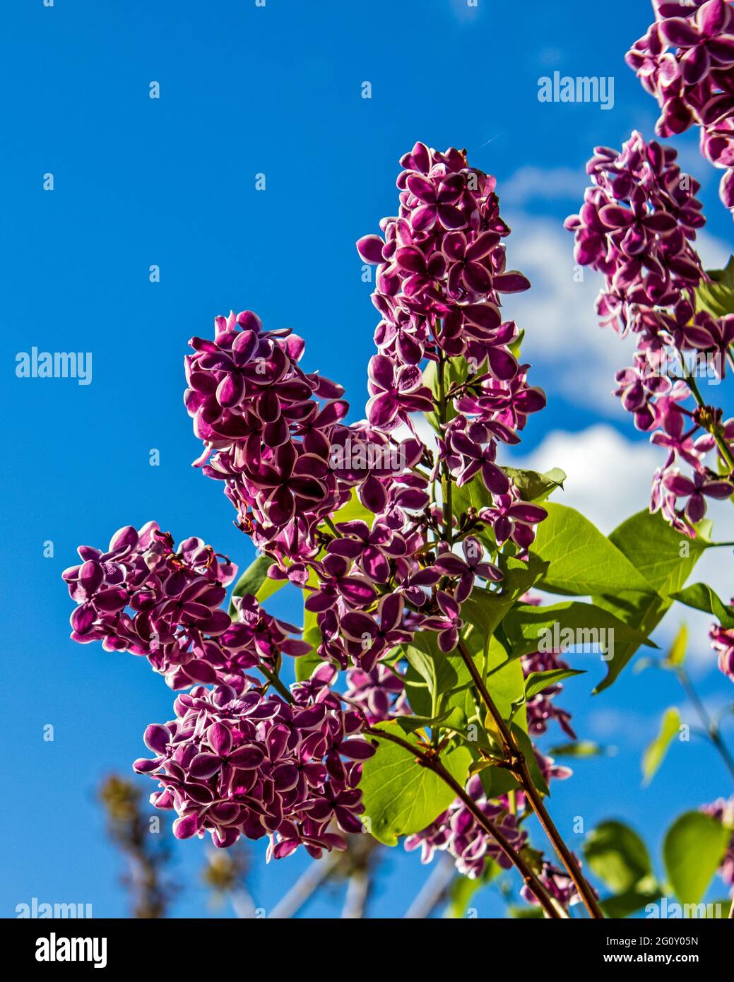 Lila Flieder blüht mit grünen Blättern und blauem Himmel Stockfoto