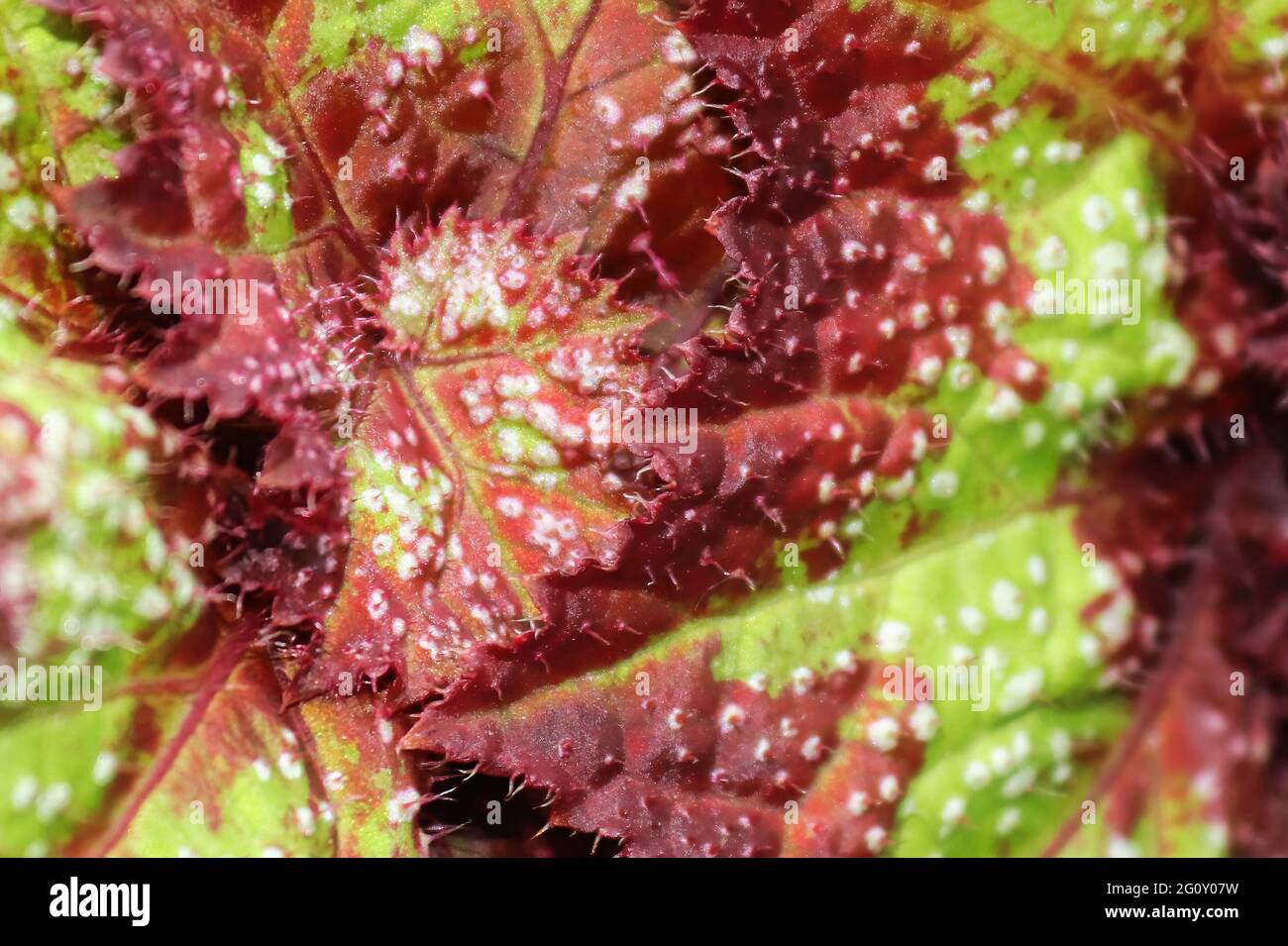 Rex begonia leaf begonia rex Fotos und Bildmaterial in hoher