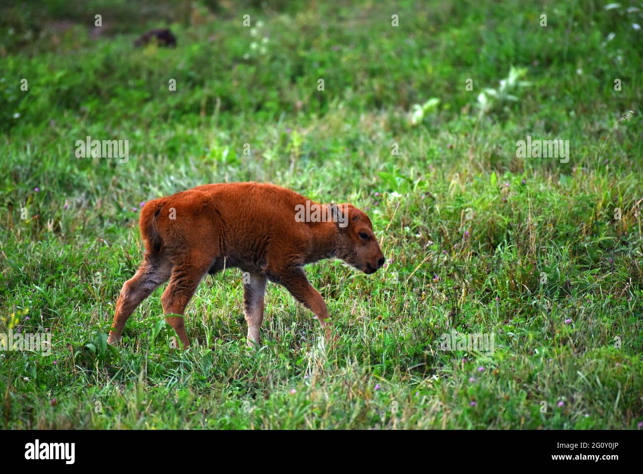 Am 5. August 2020 spaziert ein junger amerikanischer Bison durch die Prärie im Neal Smith Wildlife Refuge. Stockfoto