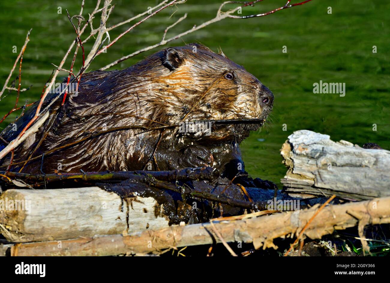 Eine Seitenansicht eines wilden Bibers 'Castor canadensis', der einem undichten Biberteich im ländlichen Alberta, Kanada, etwas feuchten Schlamm beifügt. Stockfoto