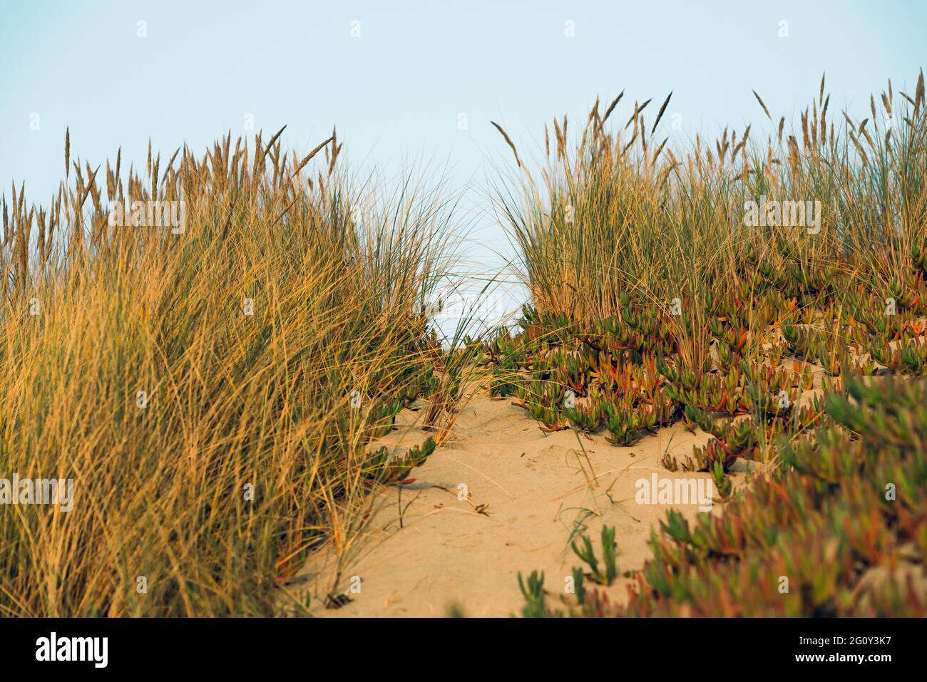 Sanddünen und einheimische Pflanzen am Strand, Kalifornien Stockfoto