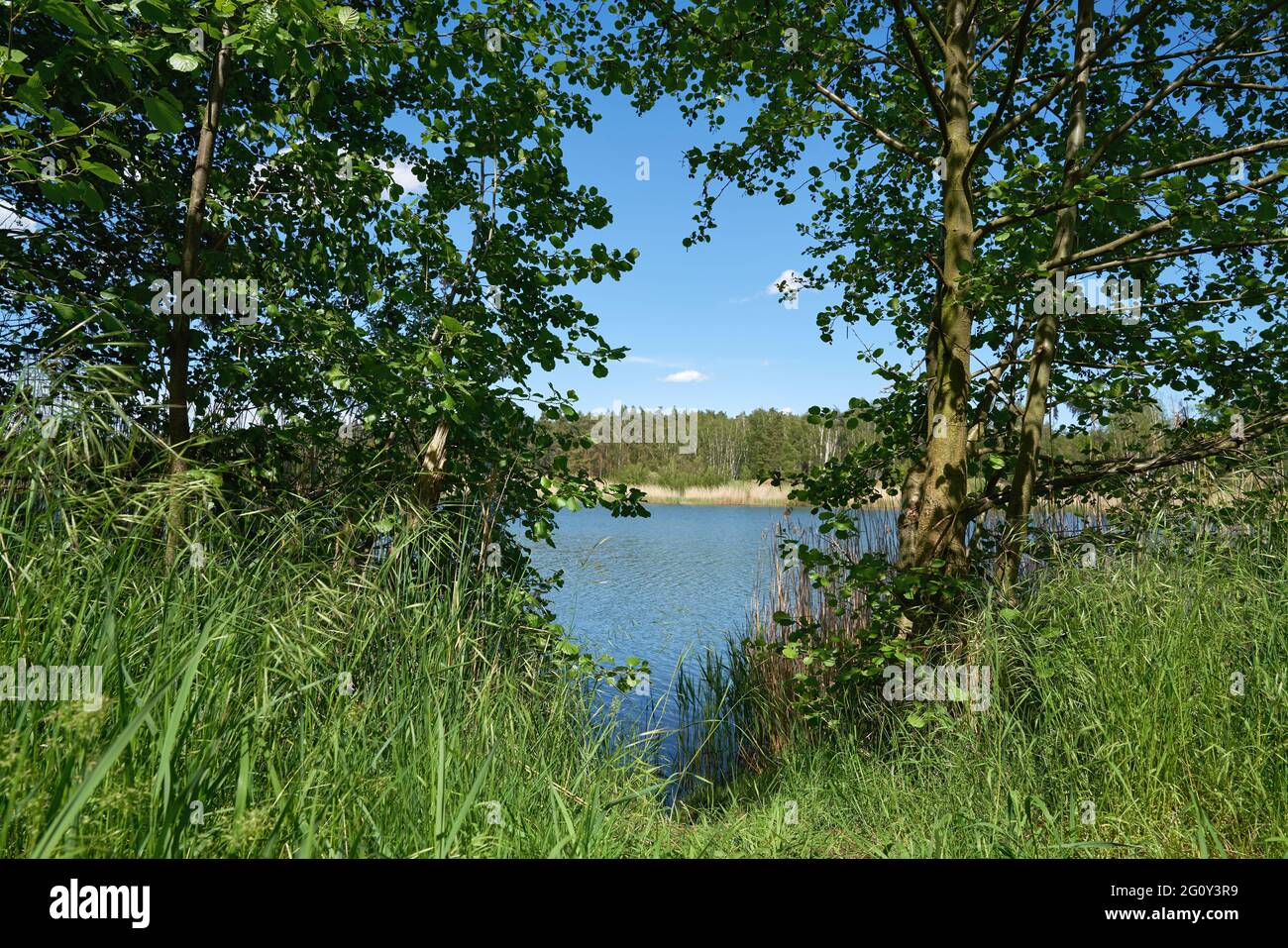 Idyllische Natur an einem ehemaligen Steinbruchteich (AWG-See) in der Nähe des Dorfes Ploetzky in Deutschland Stockfoto