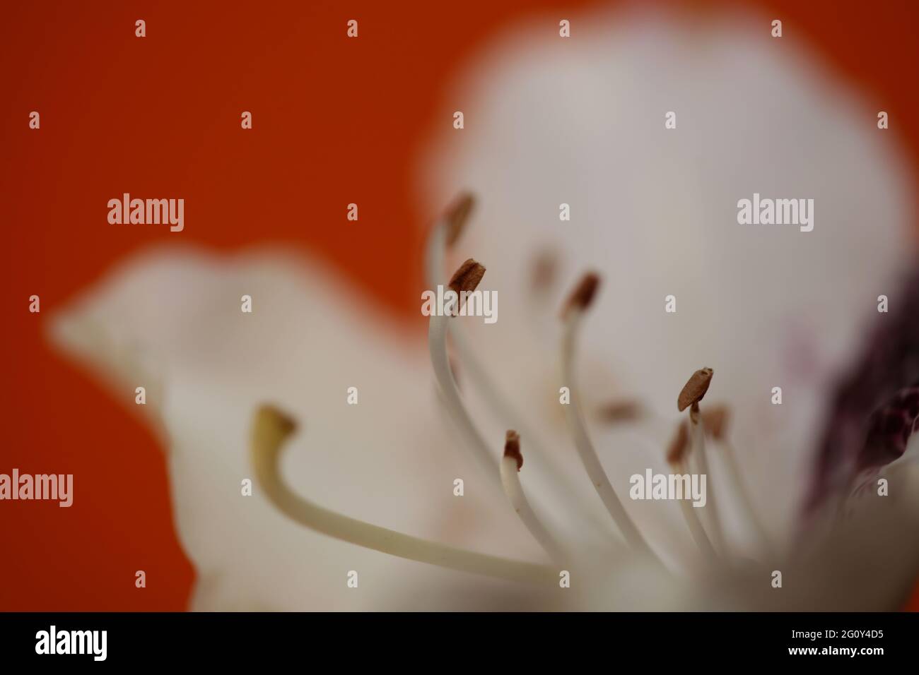 Rhododendron maximale Blüte blühende Familie ericaceae Makro Hintergrund botanische moderne hohe Qualität große Größe Drucke Stockfoto