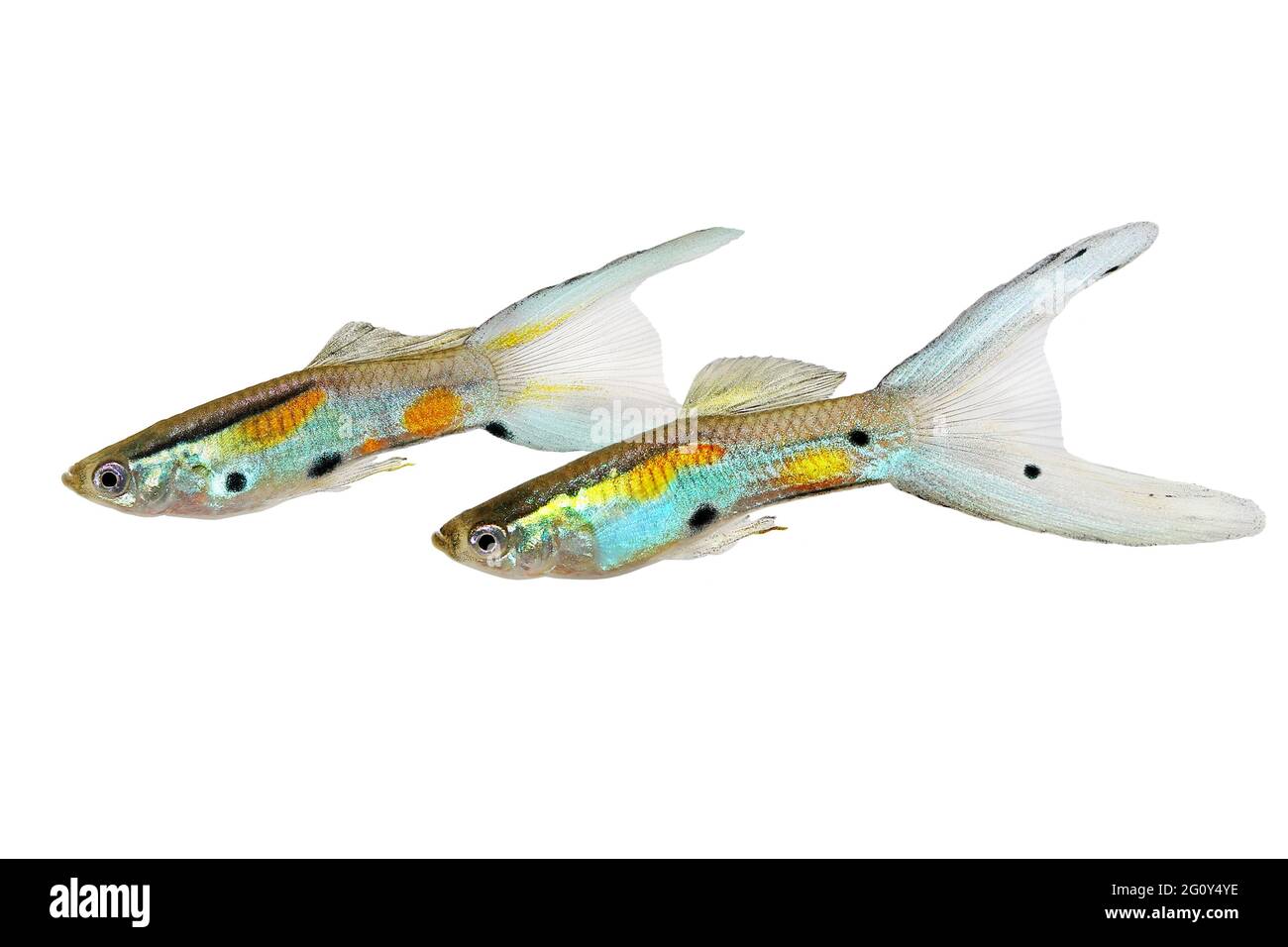 Neon Endler Guppy Double Swordtail männliche Guppies Poecilia wingei farbenfrohe tropische Aquarienfische Stockfoto