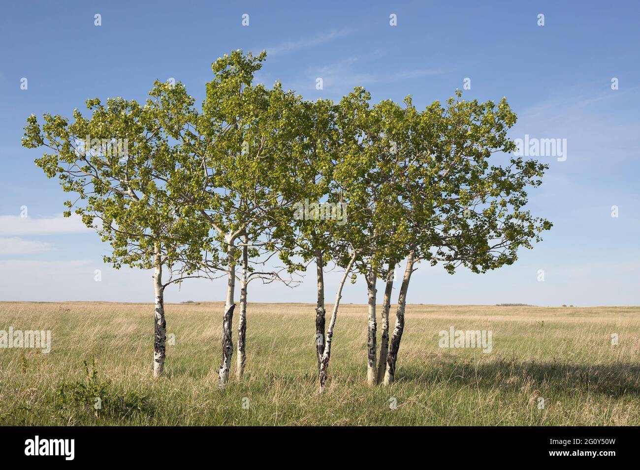 Zitternde Espen stehen im Nose Hill Park auf kanadischem Präriegrasland mit grünem Frühlingslaub. (Populus tremuloides) Stockfoto