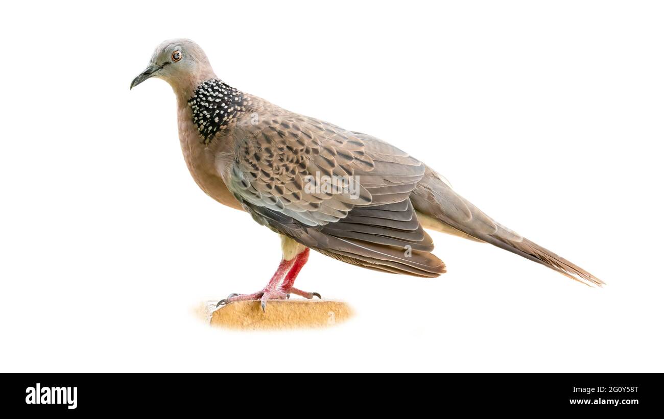 Gefleckte Taube, die auf weißem Hintergrund mit leicht herabfallenden Flügeln sterglüpft Stockfoto
