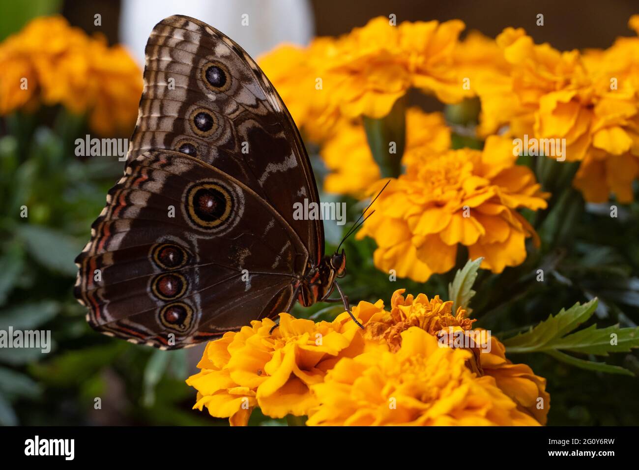 Blauer Schmetterling, Morpho-Peleides, der Peleides-Blauer Morpho, gemeiner Morpho oder der Kaiser, der auf einer leuchtend orangefarbenen Blume geschlossen ist. Stockfoto