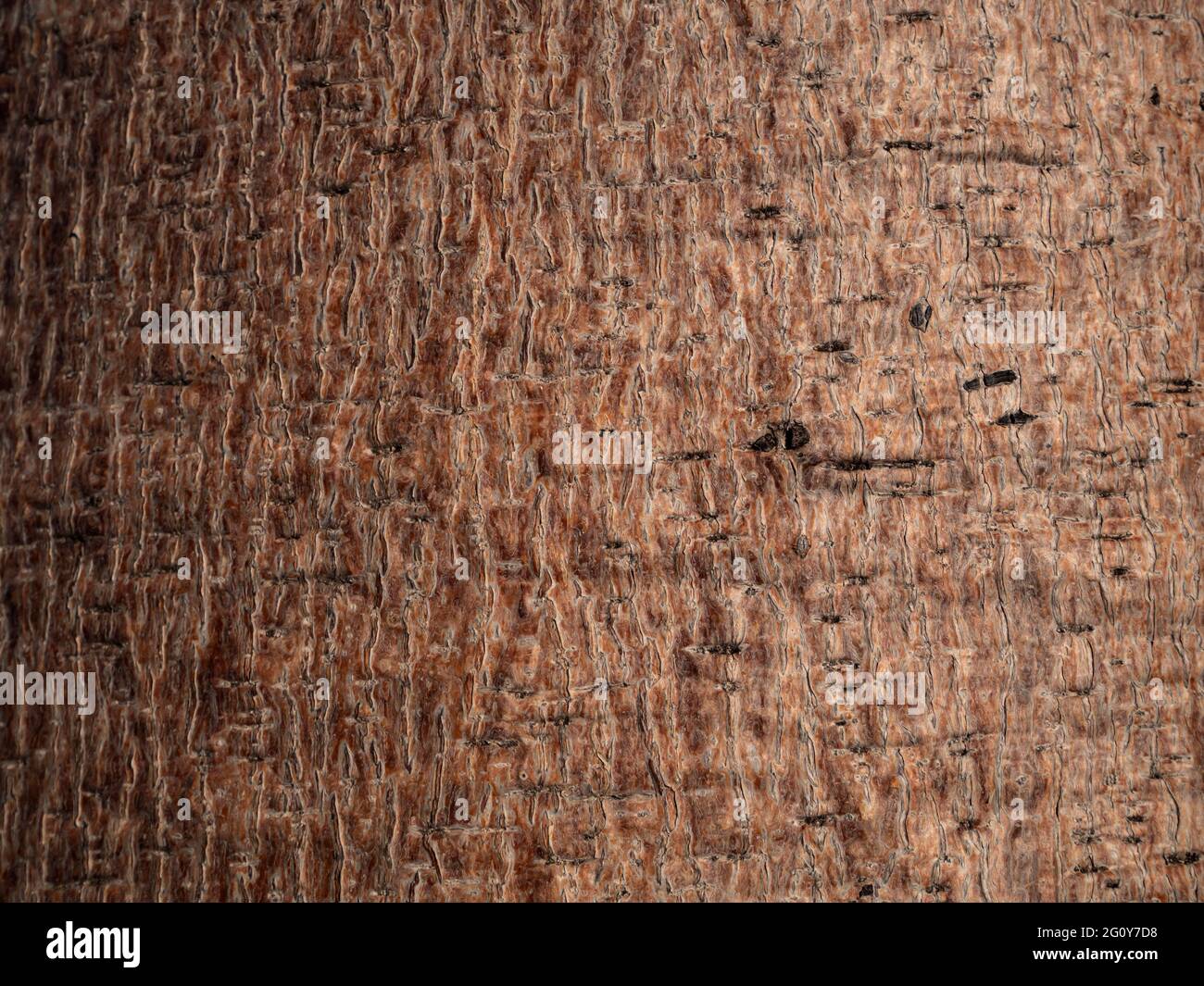 Boab-Baum, Adansonia gregorii, Rindenhintergrund in der Kimberly-Region von Western Australia. Stockfoto