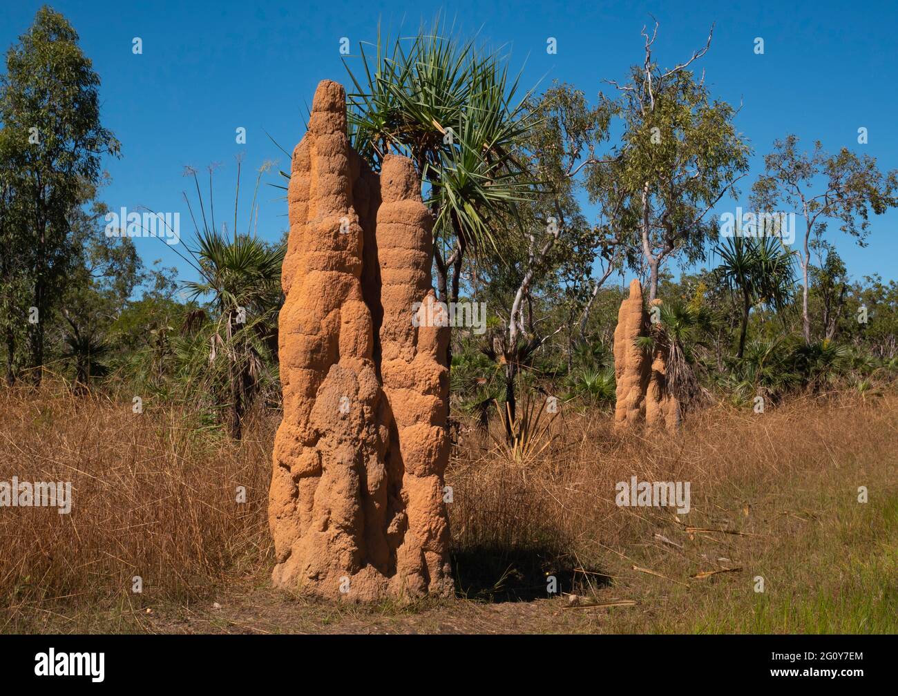 Hohe rote Cathedral Termitenhügel im tropischen oberen Ende des Northern Territory. Stockfoto